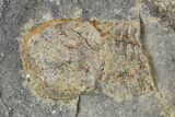 Three Pelagic Trilobite (Cyclopyge) Fossils - El El Kaid Rami, Morocco #165837-3